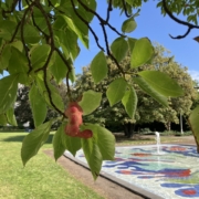 Sprudelnder Brunnen zwischen Bäumen in einem Garten